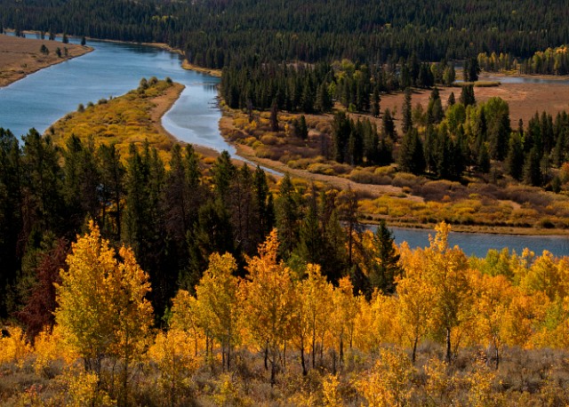 Aspens - Snake River 7524.jpg